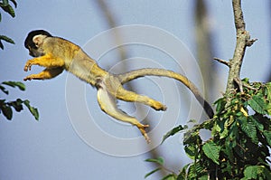 Squirrel Monkey, saimiri sciureus, Adult leaping