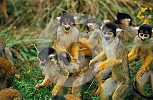 SQUIRREL MONKEY saimiri sciureus, ADULTS