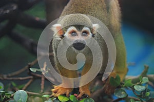 Squirrel Monkey (Saimiri sciureus)