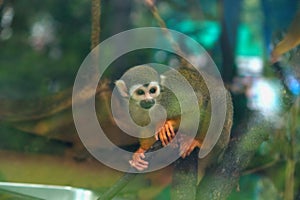 Squirrel Monkey (Saimiri sciureus)