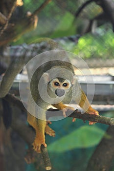 Squirrel Monkey (Saimiri sciureus)