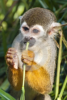 Squirrel monkey - Saimiri sciureus - eating