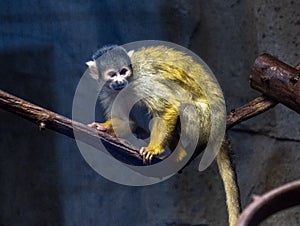 Squirrel Monkey Saimiri sciureus Karlsruhe Zoo. Germany, Europe