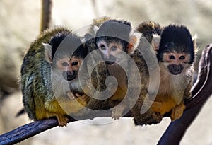 Squirrel Monkey Saimiri sciureus Karlsruhe Zoo. Germany, Europe