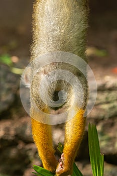 Squirrel monkey Saimiri sciureus. photo