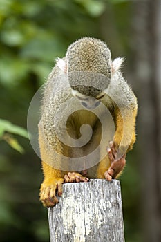 Squirrel monkey Saimiri sciureus in the Tapajos River, Amazon Rainforest photo