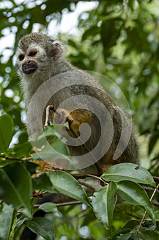 Squirrel monkey Saimiri sciureus in the Tapajos River, Amazon Rainforest photo