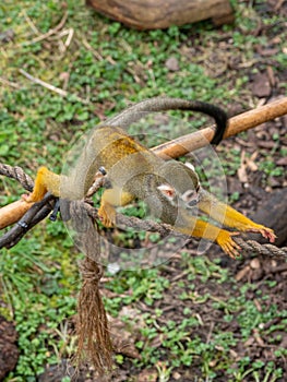 Squirrel monkey, Saimiri sciureus. Zoo animals