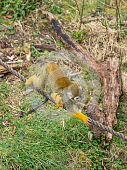 Squirrel monkey, Saimiri sciureus. Zoo animals