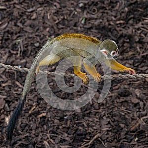 Squirrel monkey, Saimiri sciureus. Zoo animals