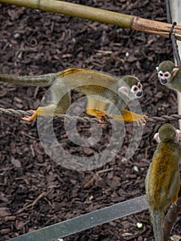 Squirrel monkey, Saimiri sciureus. Zoo animals