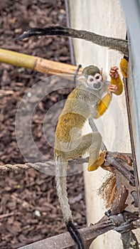 Squirrel monkey, Saimiri sciureus. Zoo animals