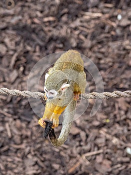 Squirrel monkey, Saimiri sciureus. Zoo animals