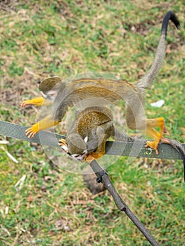 Squirrel monkey, Saimiri sciureus. Zoo animals