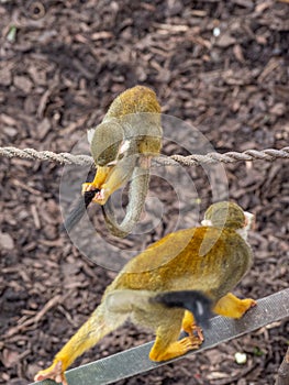 Squirrel monkey, Saimiri sciureus. Zoo animals