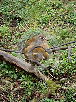 Squirrel monkey, Saimiri sciureus. Zoo animals