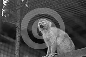 Squirrel monkey Simia sciurea sitting in the enclosure photo