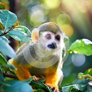 Squirrel monkey sitting in nature, ia generated