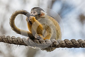 Squirrel monkey sitting on a tightrope