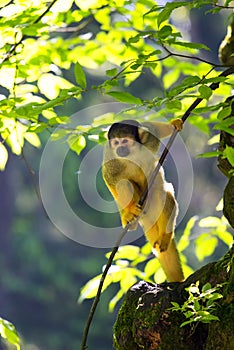 Squirrel monkey sitting on tree branch.