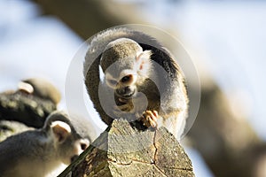 Squirrel monkey sitting on treetrunk photo