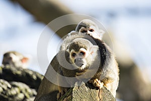 Squirrel monkey sitting on treetrunk