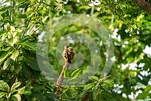 Squirrel Monkey sitting on wood