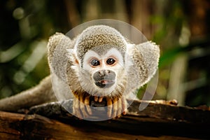 Squirrel monkey