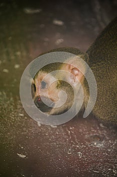 Squirrel Monkey is a small monkey.