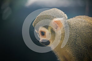 Squirrel Monkey is a small monkey.