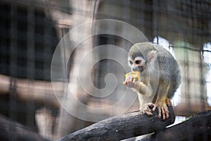 Squirrel monkey eating fruit in the zoo