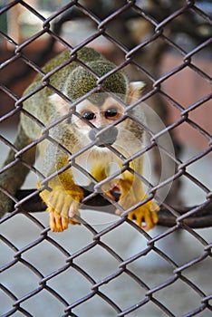 Squirrel Monkey,Squirrel monkeys in a zoo cage,Beautiful and adorable squirrel monkeys,Colorful squirrel monkey,monkey,small monke