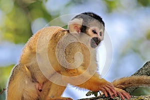 Squirrel monkey in a tree