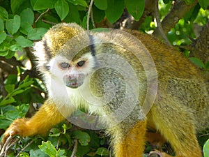 A Squirrel monkey on a tree