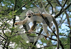 Squirrel monkey in portrait climbing in the branches of a tree gripping branches with all 4 paws