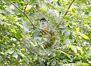 Squirrel monkey in tree, corcovado nat park, costa rica