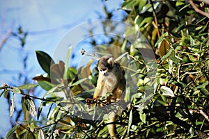 Squirrel monkey in a tree