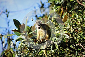 Squirrel monkey in a tree