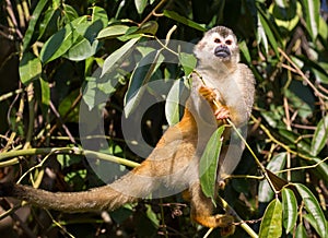 Squirrel Monkey from Manuel Antonio, Costa Rica