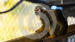 A Squirrel Monkey in Tucson, Arizona