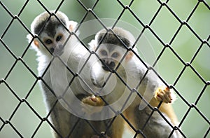 Squirrel monkey twins wildlife reserve,costa rica