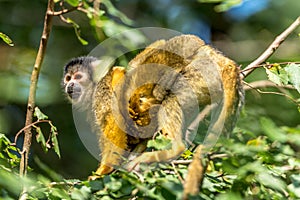 Squirrel monkey with young on its back