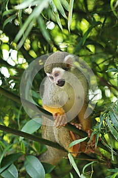 Squirrel monkey
