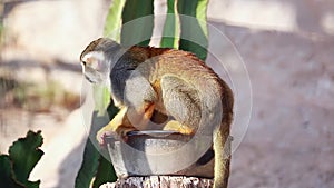 Squirrel Monkeys Eating