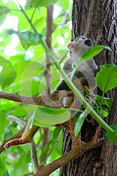 Squirrel monkeys of the genus Saimiri. A monkey sits on a tree branch