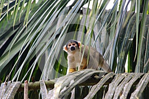 Squirrel monkeys in Madidi National Park