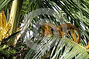 Squirrel monkeys in Madidi National Park photo