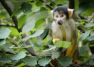 Squirrel monkeys are New World monkeys of the genus Saimiri