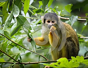 Squirrel monkeys are New World monkeys of the genus Saimiri photo