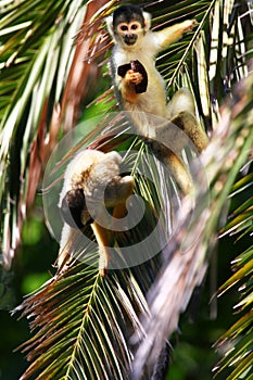 Squirrel Monkeys in a palm tree photo